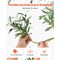 6ft Olive Tree Artificial with Flexible Branches Realistic Fake Plant for Indoor Home Decoration